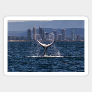 Humpback Whale Tail Slapping off Surfers Paradise Sticker